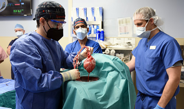First transplant of pig heart into human patient